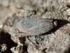 271150 – Photo : Catherine Reymonet-Smitten – France (19)